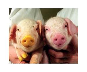 cloned transgenic pig foods